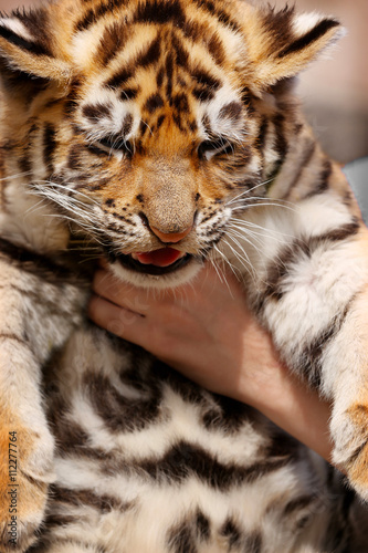 Female hands holding baby tiger  close up