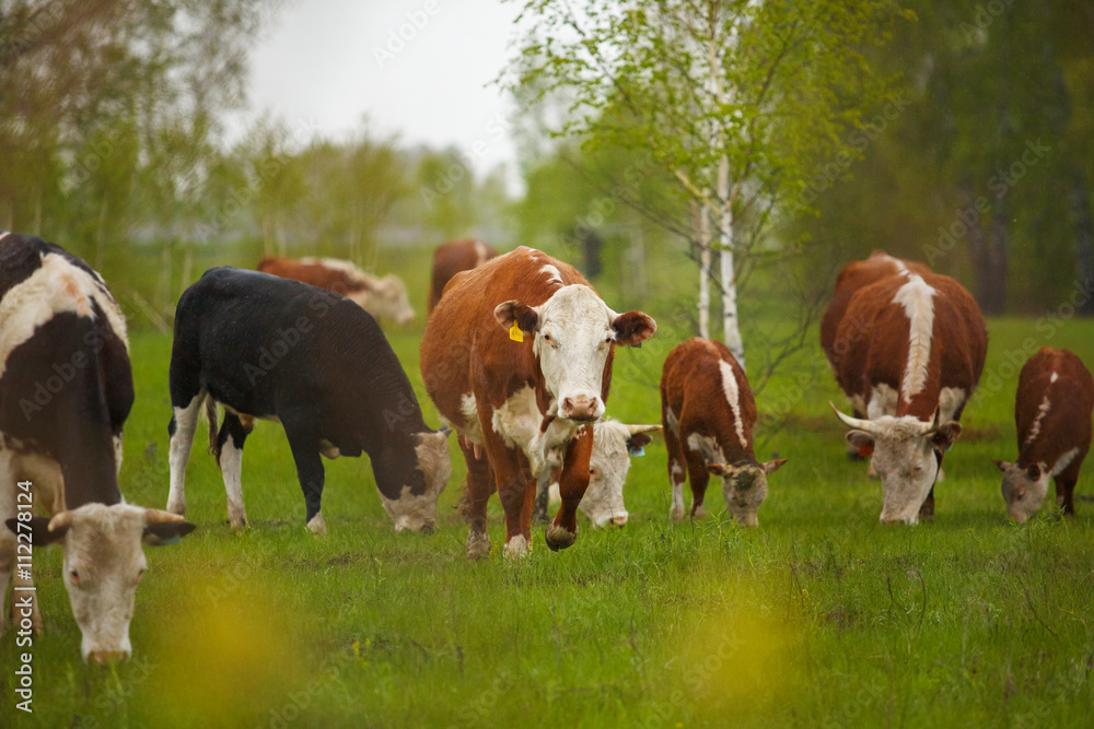 Fototapeta premium Cows grazing on a green summer meadow in Hungary