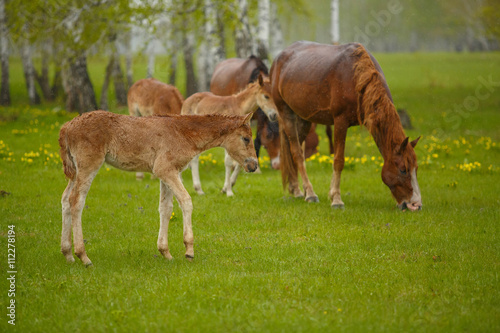 A horse in a forest glade. A bright summer photo. The nature of the village,