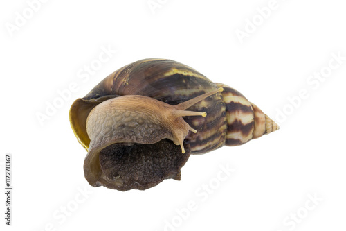 Land snail isolated on white background photo