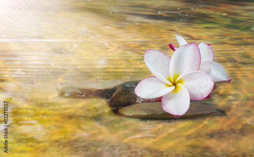 White pink and yellow fragrant flower plumeria or frangipani on crystalline water with amazing nature touch mood   warm and relax background