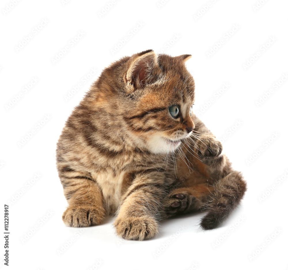 Obraz premium Small cute kitten, isolated on white