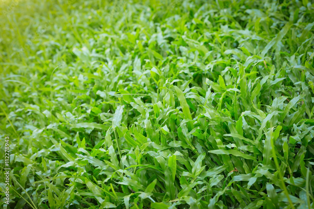 green grass turf garden in morning green grass turf garden in morning