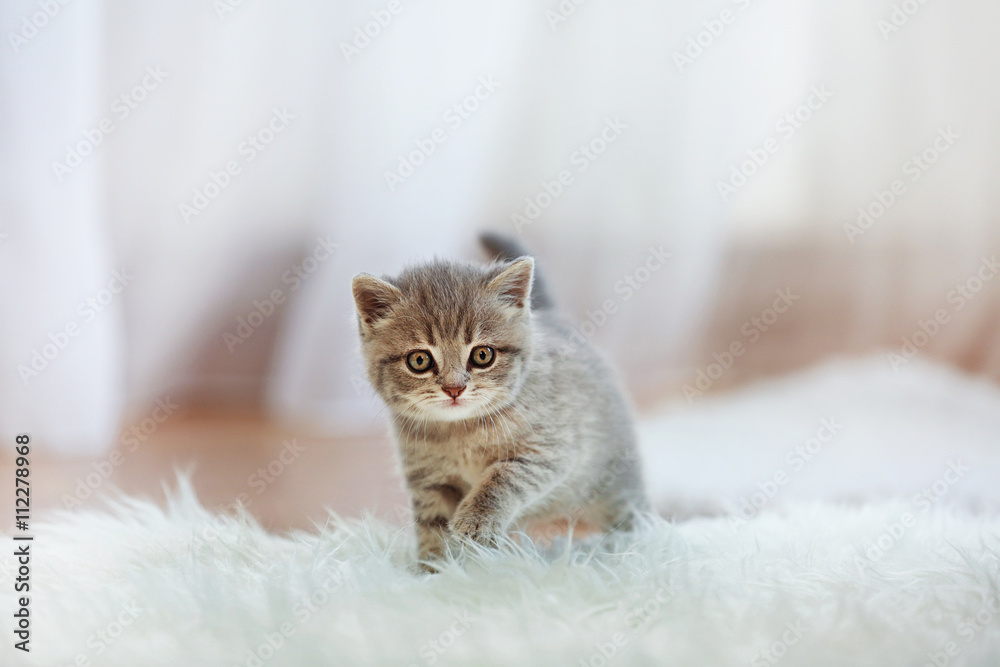 Small cute kitten on carpet Small cute kitten on carpet