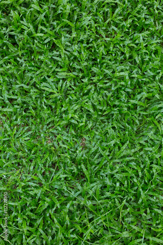 green grass turf