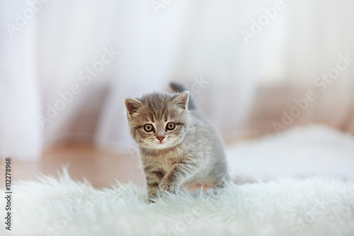 Fototapeta Naklejka Na Ścianę i Meble -  Small cute kitten on carpet