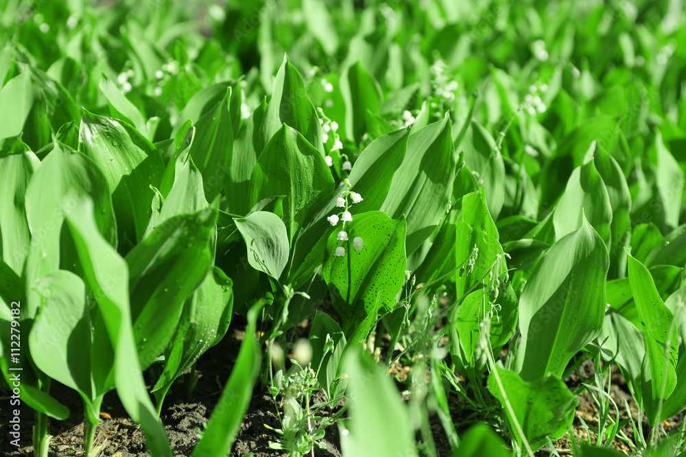 Lily-of-the-valley flowers, closeup