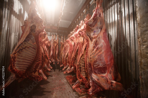 slaughterhouse cows, hanging on hooks in the cold half of cows photo