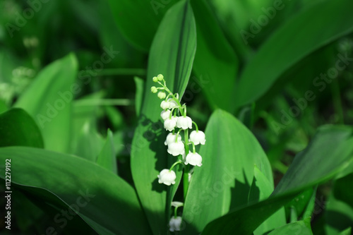 Lily-of-the-valley flowers, closeup