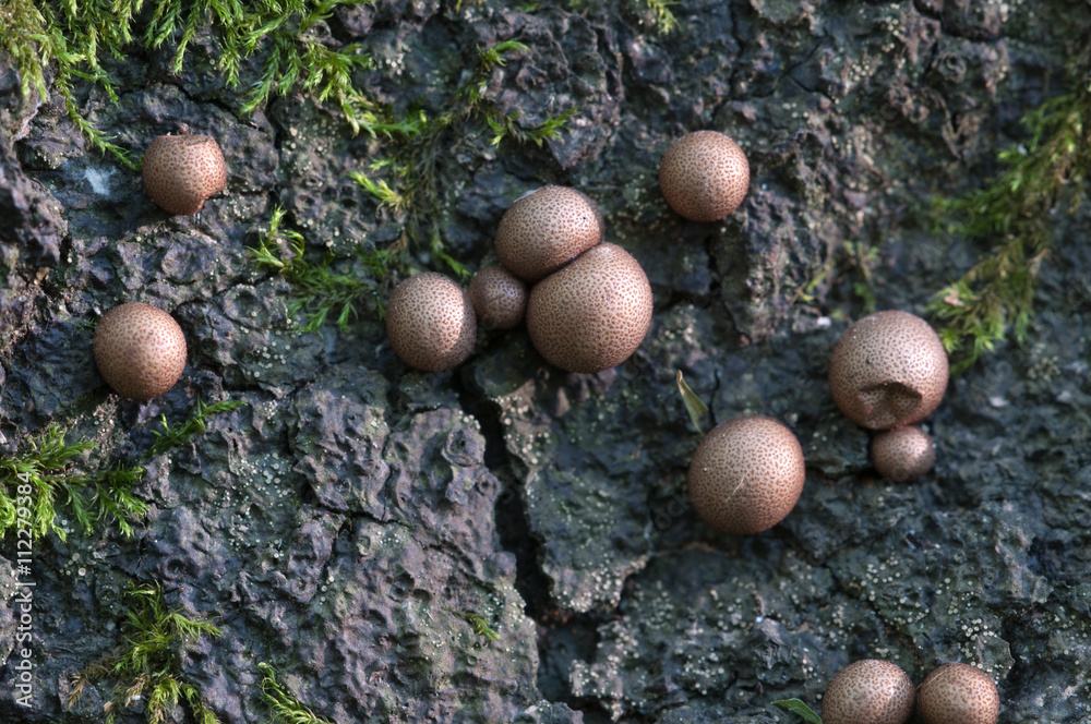 Fototapeta premium Lycogala epidendrum