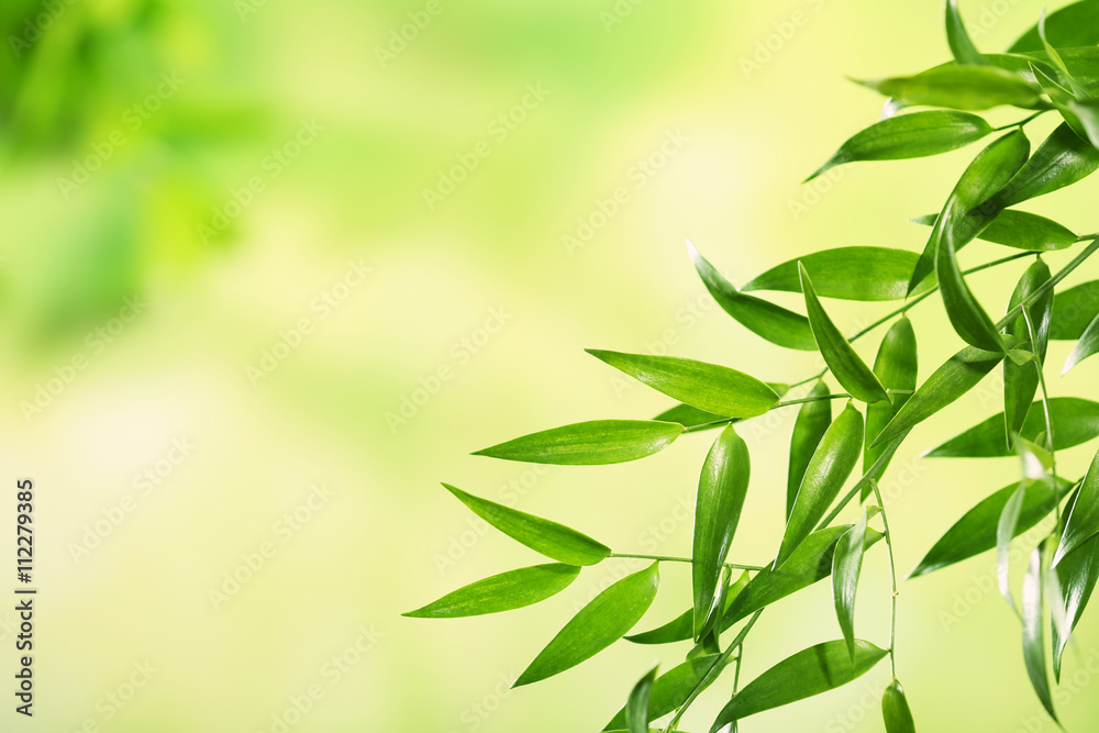 Green leaves background Green leaves background