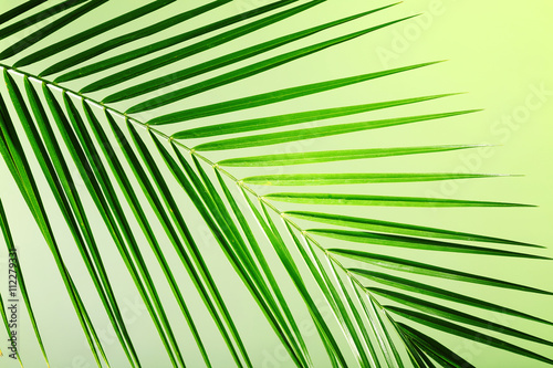 Green leaf of palm tree on color background