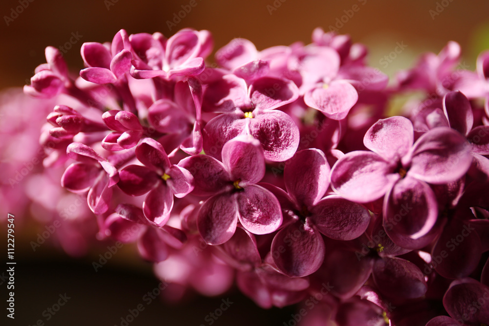 Beautiful purple lilac closeup
