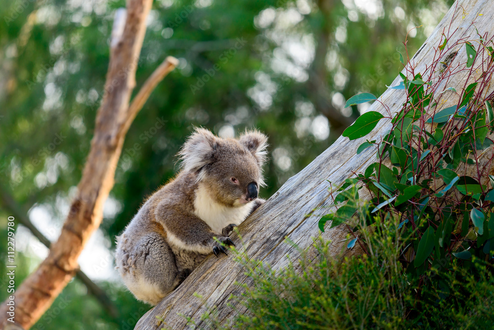 Fototapeta premium Koala bear climbing up a tree