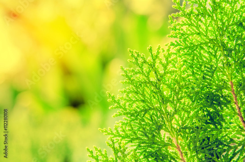 leaf blurred background