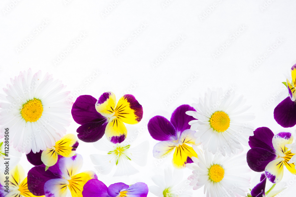 summer flowers isolated summer flowers isolated