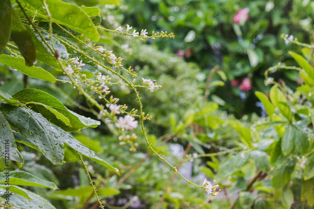 Rain water drop on tree bush and flowers bunch with bokeh for fresh rainy season nature background Rain water drop on tree bush and flowers bunch with bokeh for fresh rainy season nature background