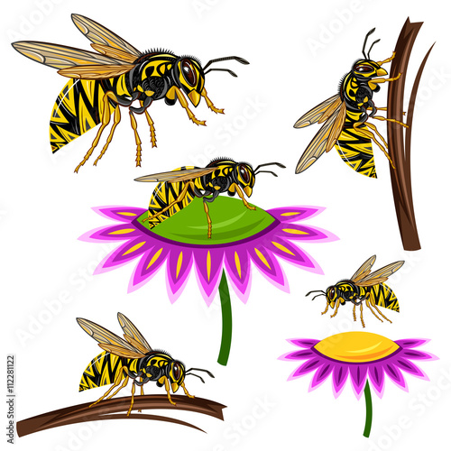 Wasp