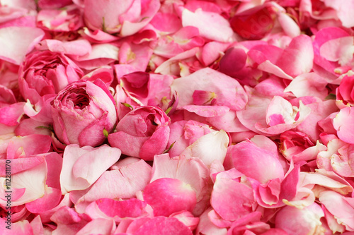 Petals and buds of tea roses background  
