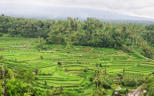 green terraced rice fields photo