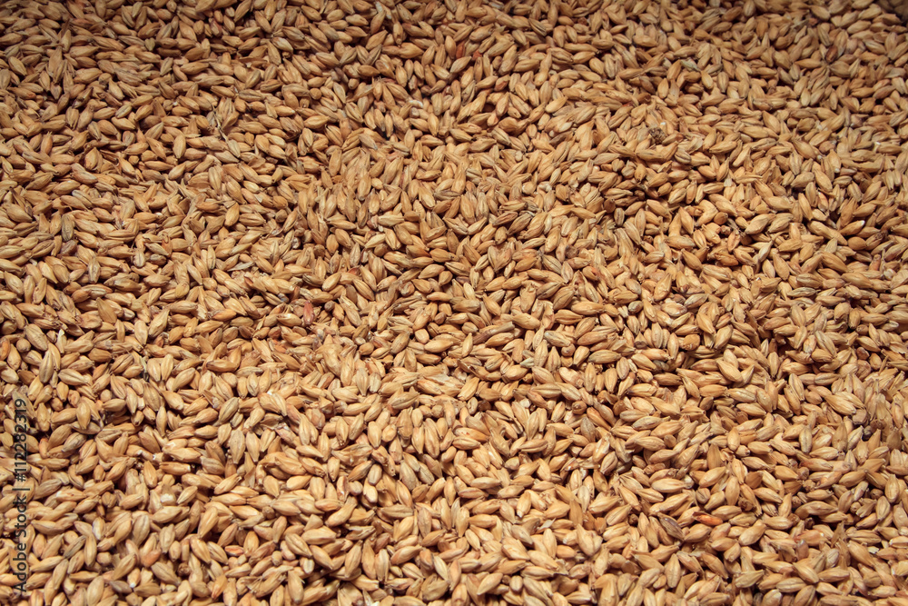 Malt background. Ingredient for beer. Malt background. Ingredient for beer.