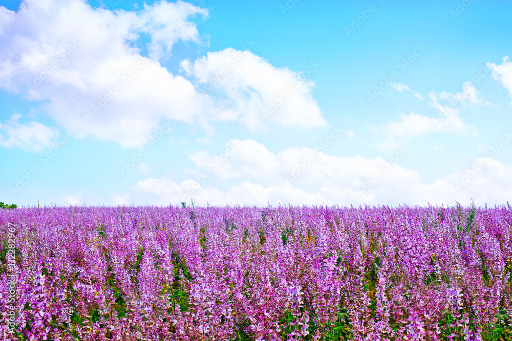 flowers in field