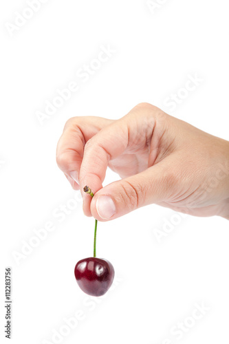 Sweet cherry fruits in female hand.