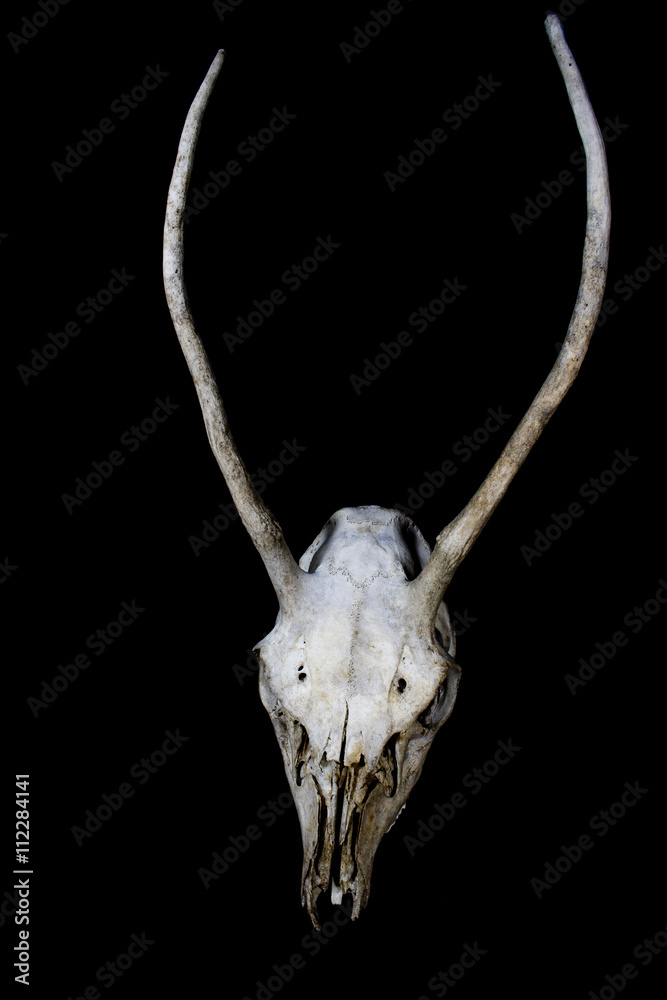 Obraz premium Deer Skull with Odd Antlers