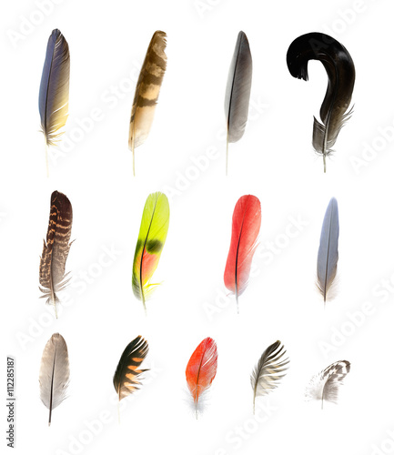 collection of feathers © mycteria