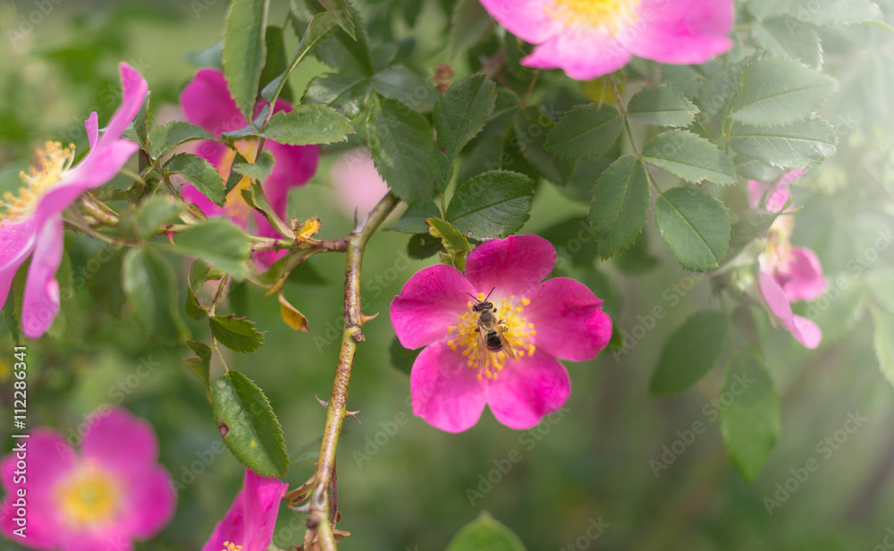 Fototapeta premium Wild in a field blooming rose.