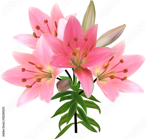 isolated on white lily light pink branch