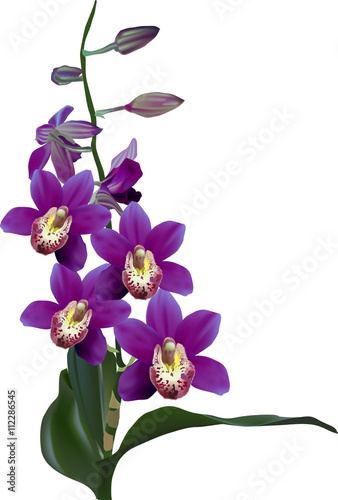 violet orchid with green leaves isolated on white