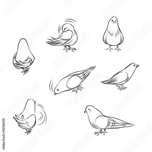 Outline drawing of pigeons on different actions isolated on white background