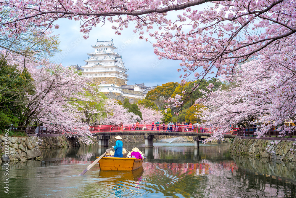 Fototapeta premium Zamek Himeji z pięknym kwiatem wiśni w sezonie wiosennym