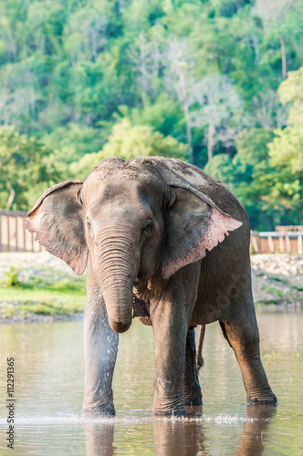 Elephants in elephant home.Chiang mai.Thailand