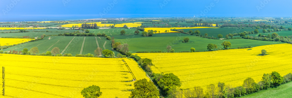 Fototapeta premium Luftbild Panorama Rapsfeld in voller Blüte Drohnenfoto