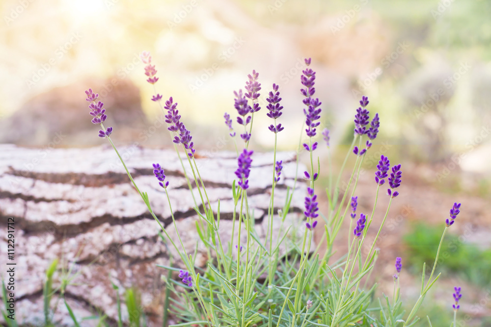 Naklejka premium Lavender flowers on the background of herbs