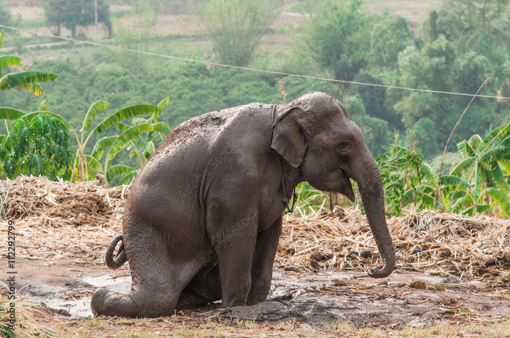 Obraz premium Elephant on the mud.