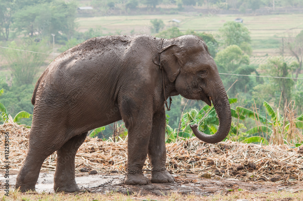 Elephant on the mud.
