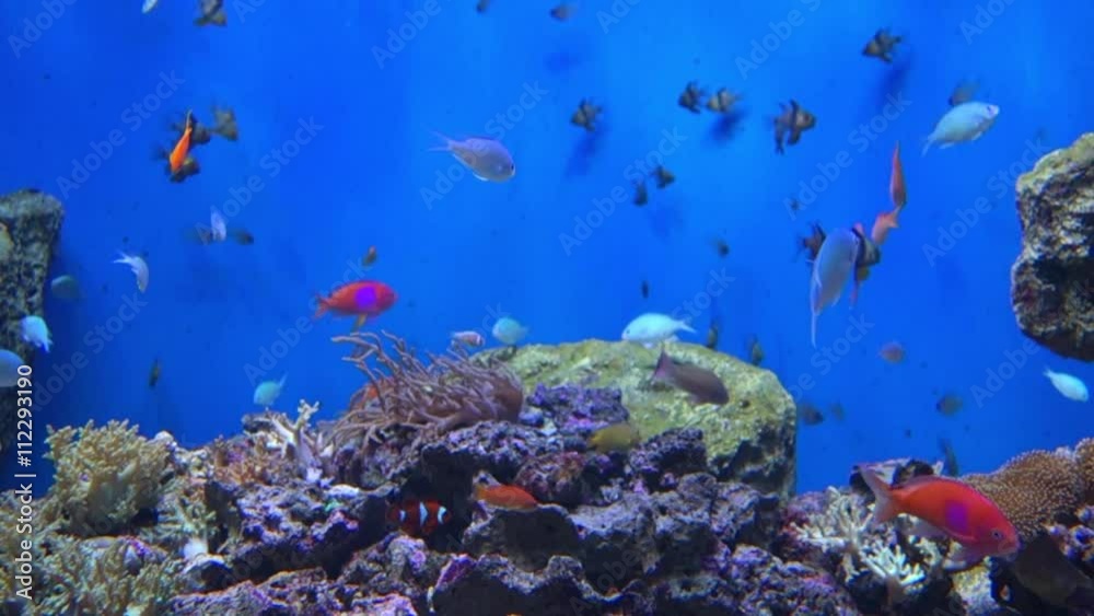 南国の水槽 南国の水槽
