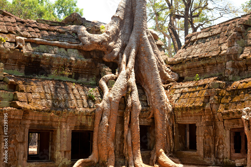 Ta Prohm temple covered in tree roots, Angkor Wat, Cambodia. Horizontal shot