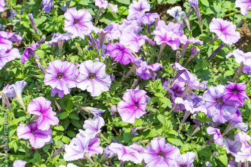 Texture of colorful flowers as Backgroung, space for text
