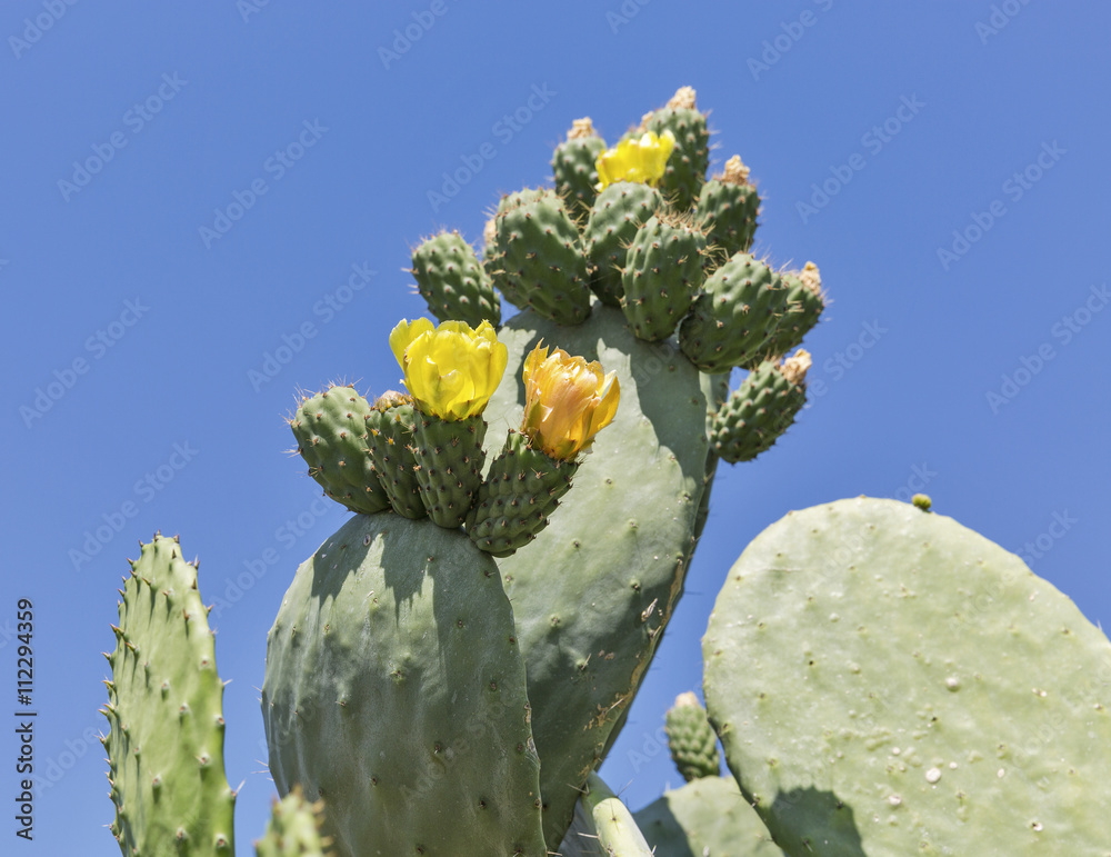 Blooming cactus Coccinellifera outdoor closeup. Cyprus. Blooming cactus Coccinellifera outdoor closeup. Cyprus.