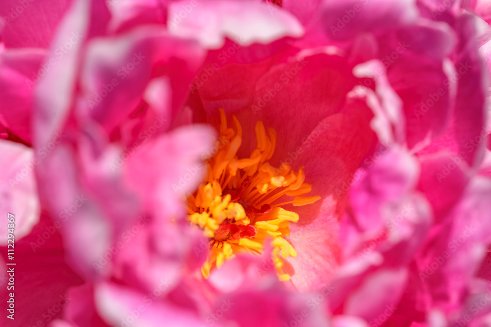 Pink Peony (Paeonia) Flower In Spring