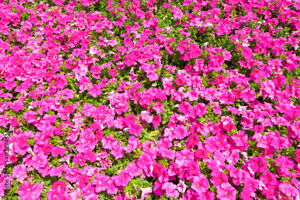 Texture of colorful flowers as Backgroung, space for text