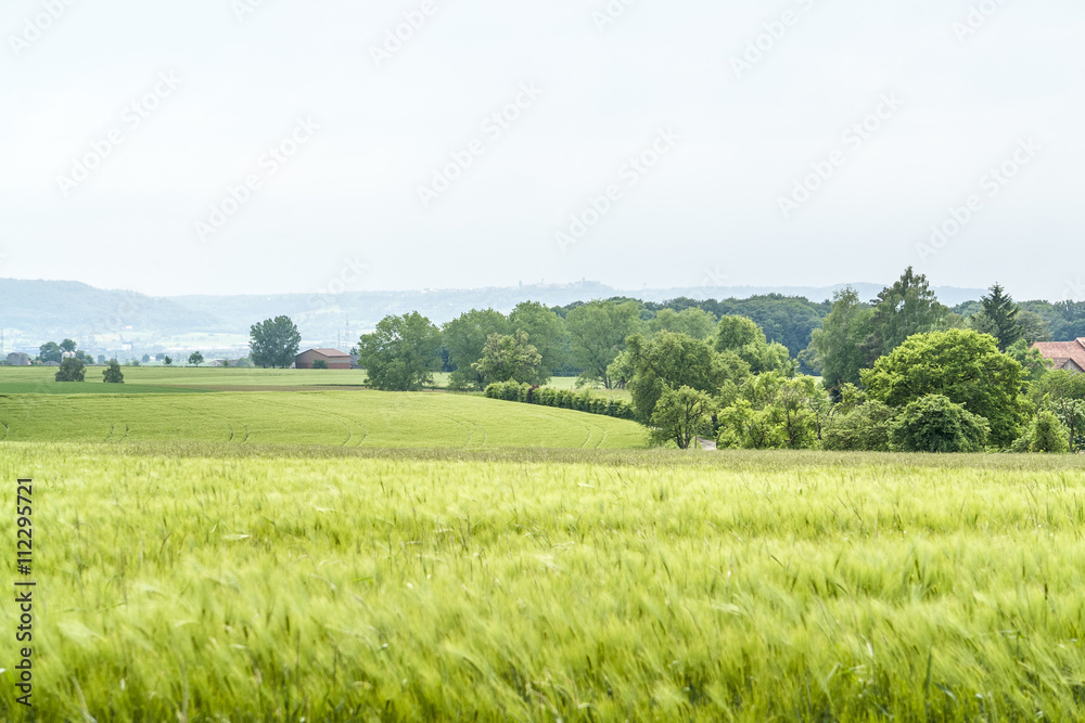 Fototapeta premium agricultural springtime scenery