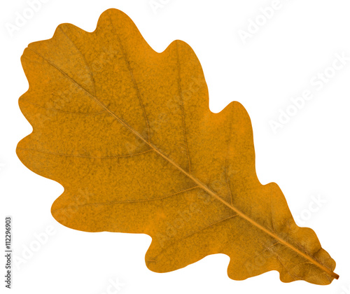Oak leaf yellow