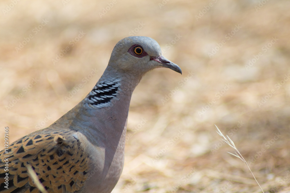 Obraz premium Tortora comune