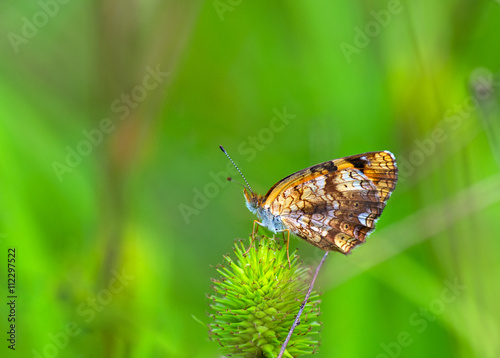 Tablou pe pânză Silvery Checkerspot (Chlosyne nycteis)