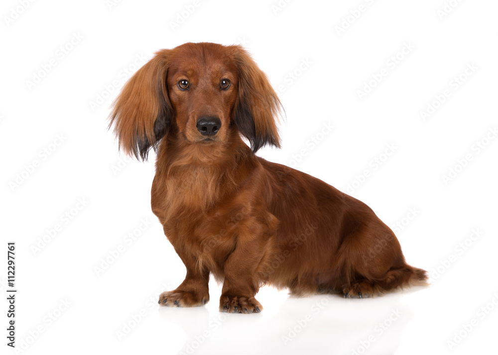 dachshund dog sitting on white 